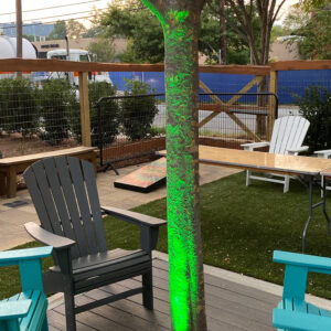 A tree with a green light in the middle of it.